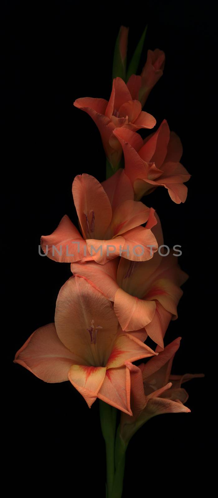 Beautiful iris flower on black background