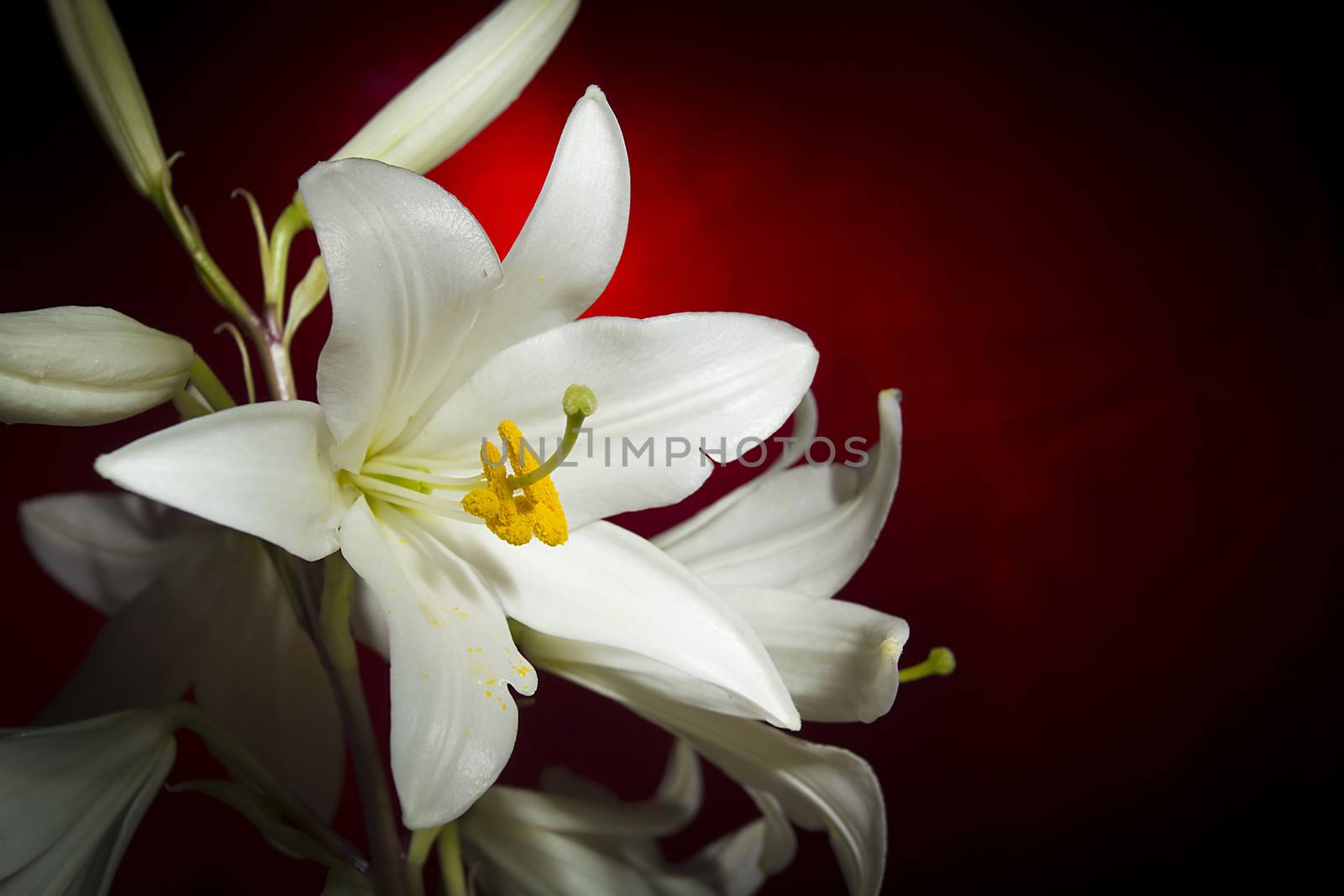 White lily flower on a red background