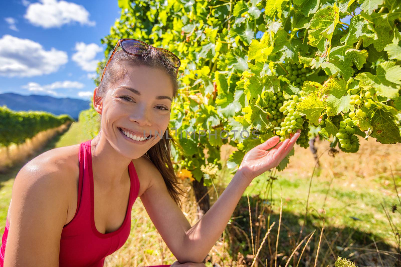 Vineyard winery tourist woman grape picking. Harvest farming to make white wine. Asian girl hand showing holding bunch of green grapes on grapevine. Woman in Marlborough region, New Zealand.