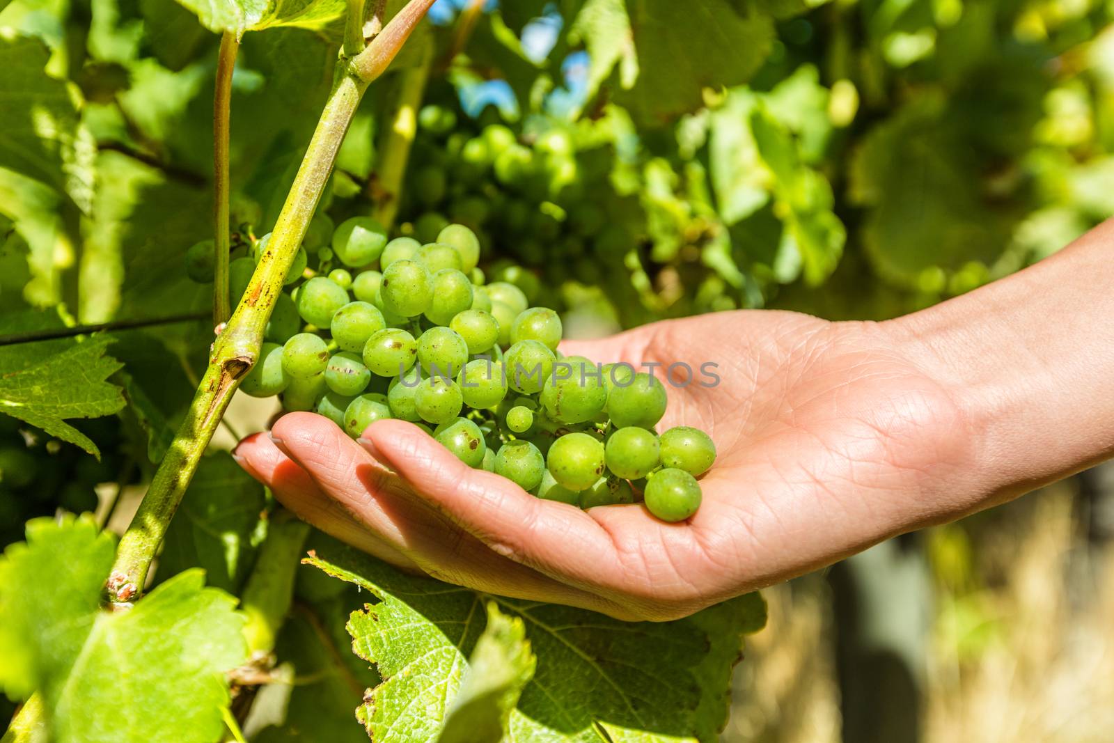Vineyard wine grape harvest woman farming picking ripe fruits to make white wine. Closeup of hand holding bunch of green grapes on grapevine.