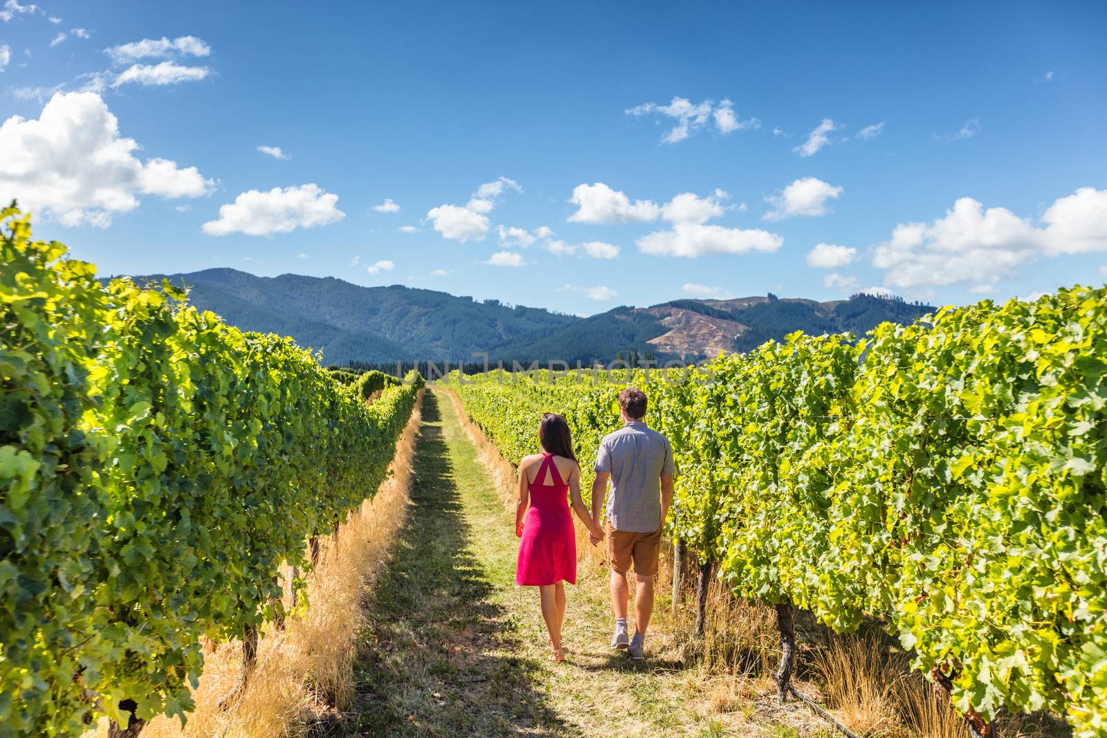 Vineyard couple tourists New Zealand travel visiting Marlborough region winery walking amongst grapevines. People on holiday wine tasting experience in summer valley landscape.