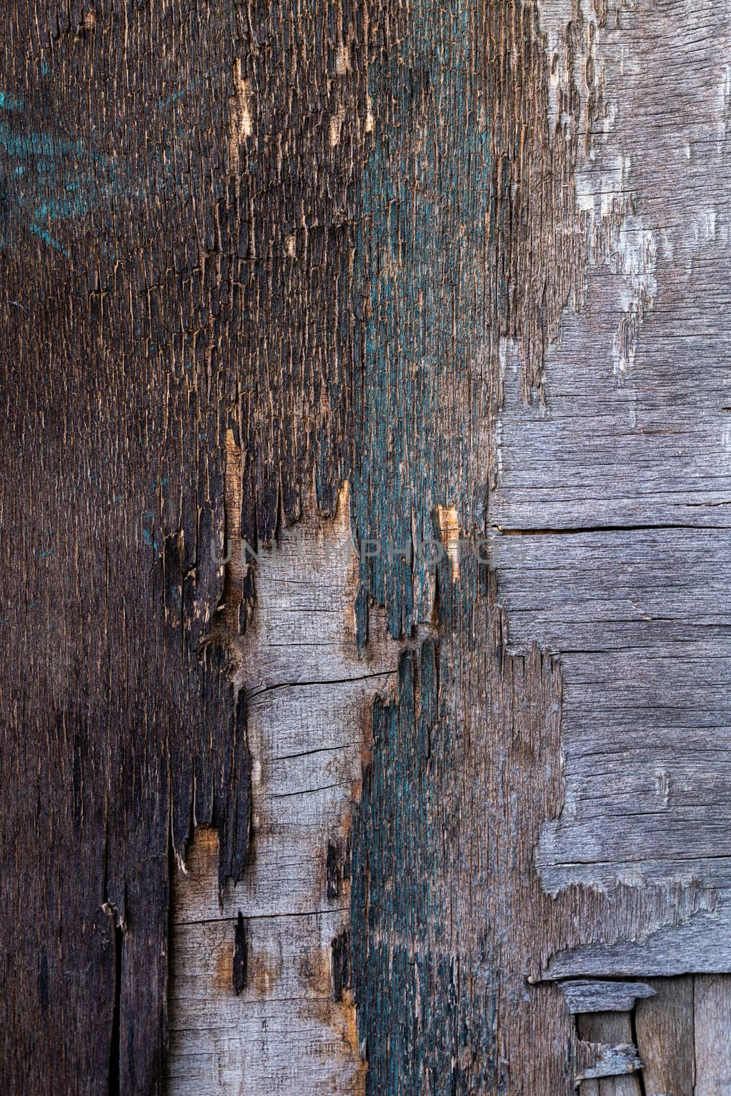 old destroyed plywood sheet closeup surface texture.