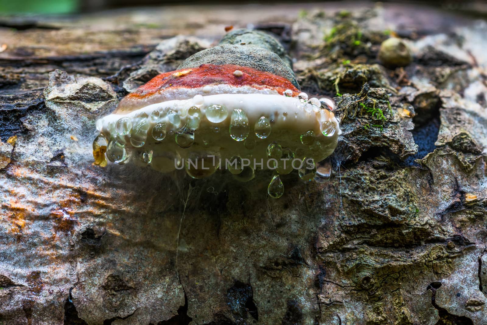Bracket fungus Ganoderma Applanatum on deat tree trunk with leading water drops under hat. Closeup shot with selective focus and blur.