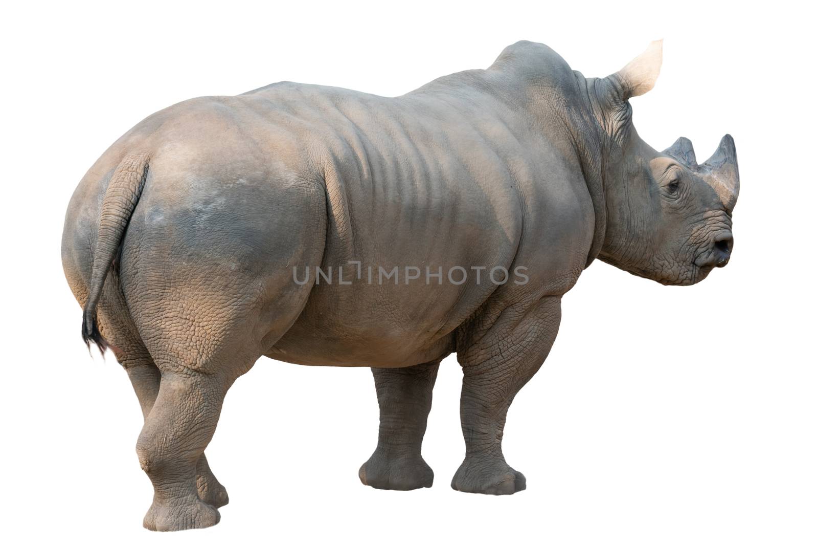 white rhinoceros isolated by anankkml