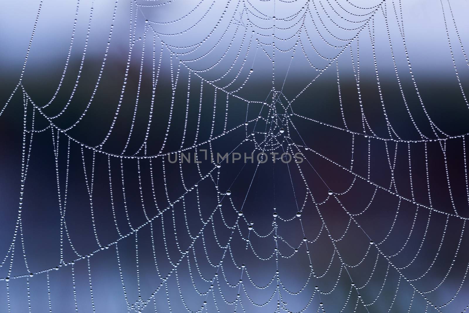 spider web with dew drops without spider at morning with selective focus closeup.