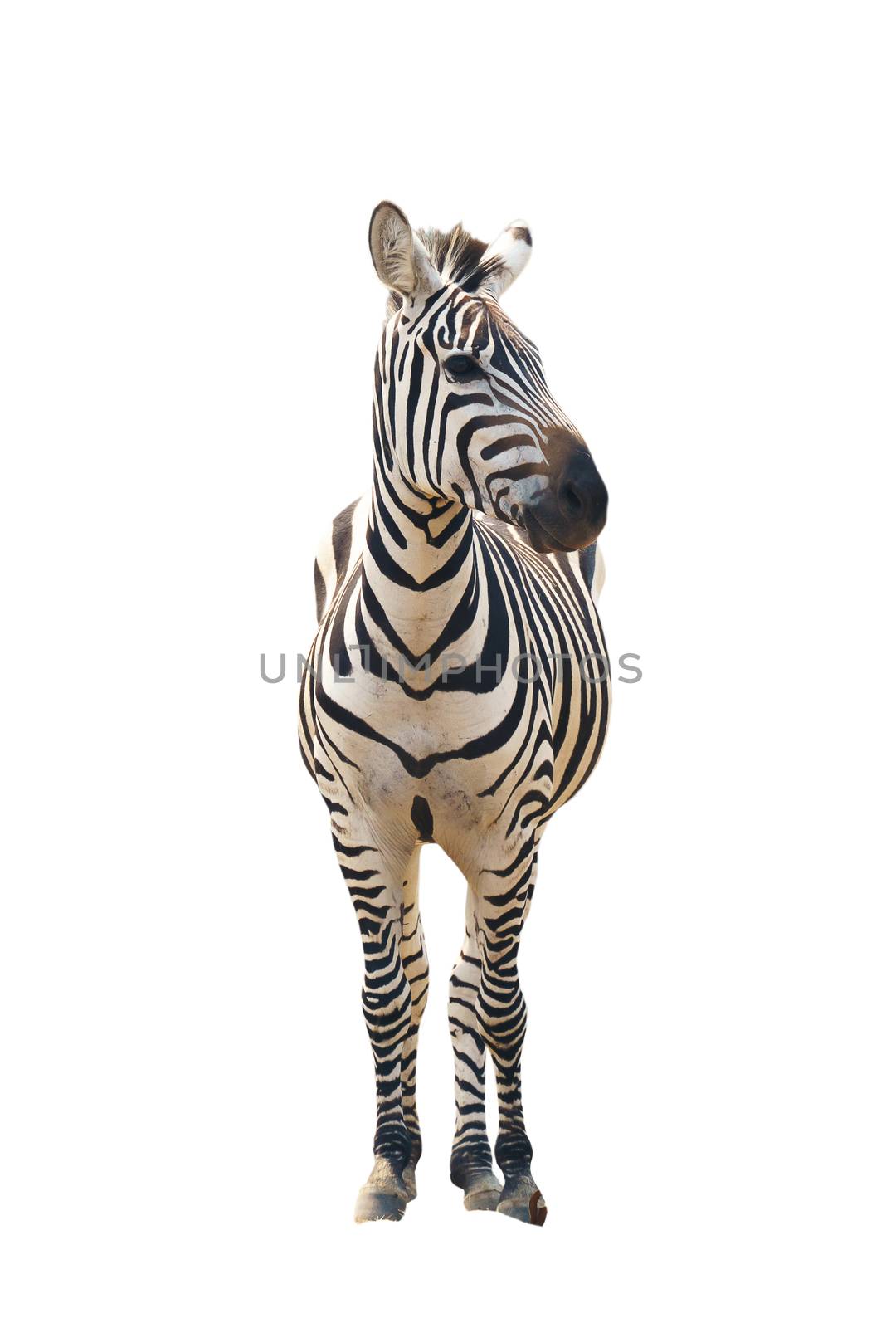 zebra isolated on white background