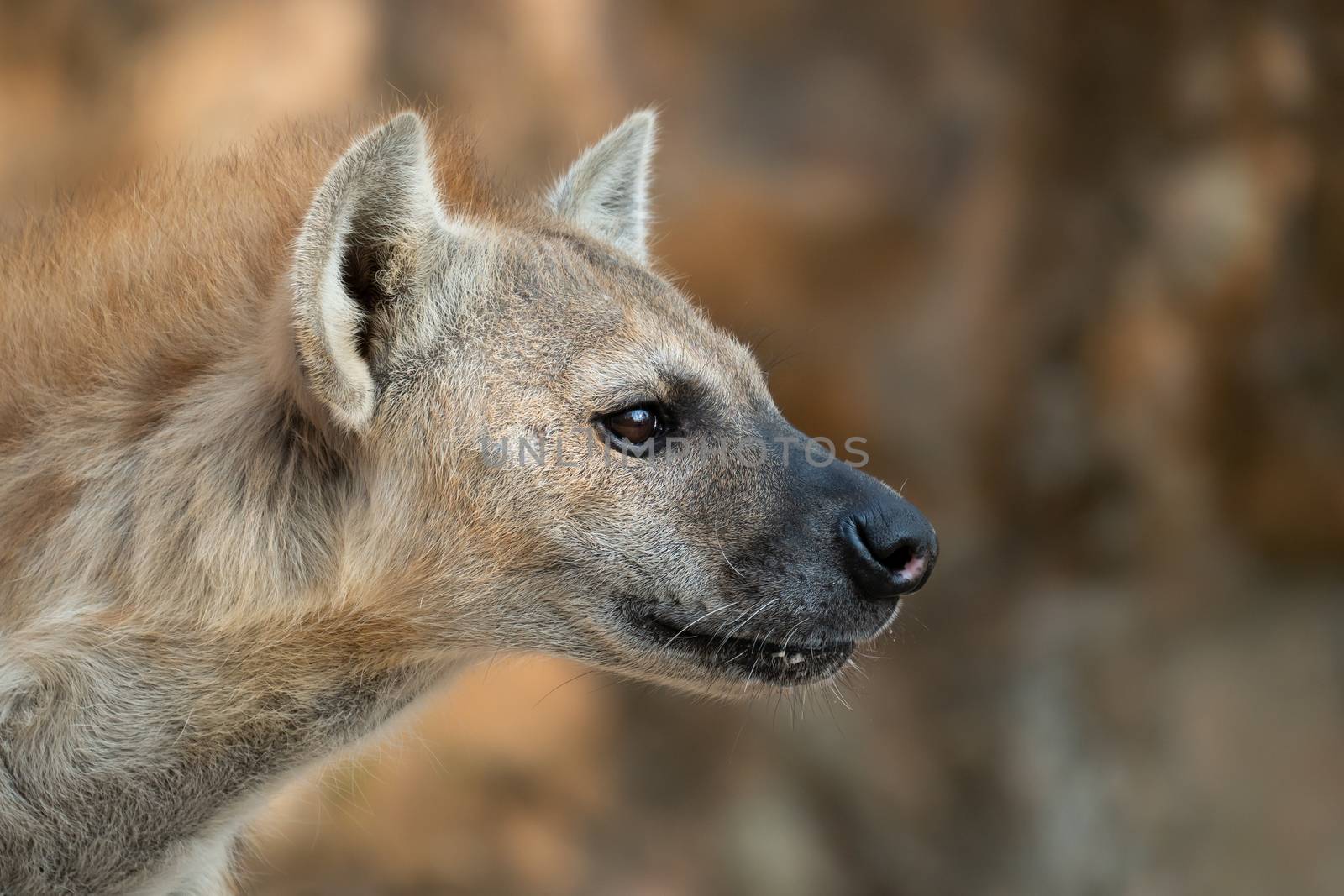 spotted hyena head close up by anankkml