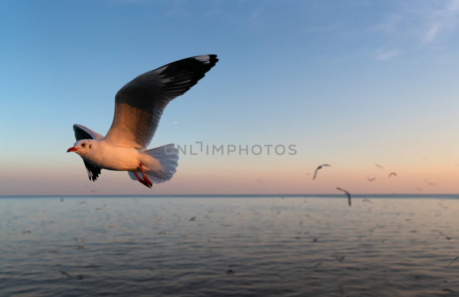 seagulls flying over the sea at sunset by anankkml