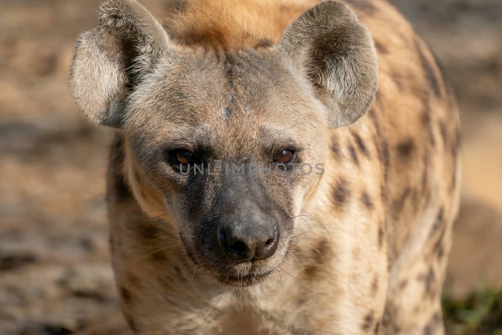 spotted hyena head close up by anankkml