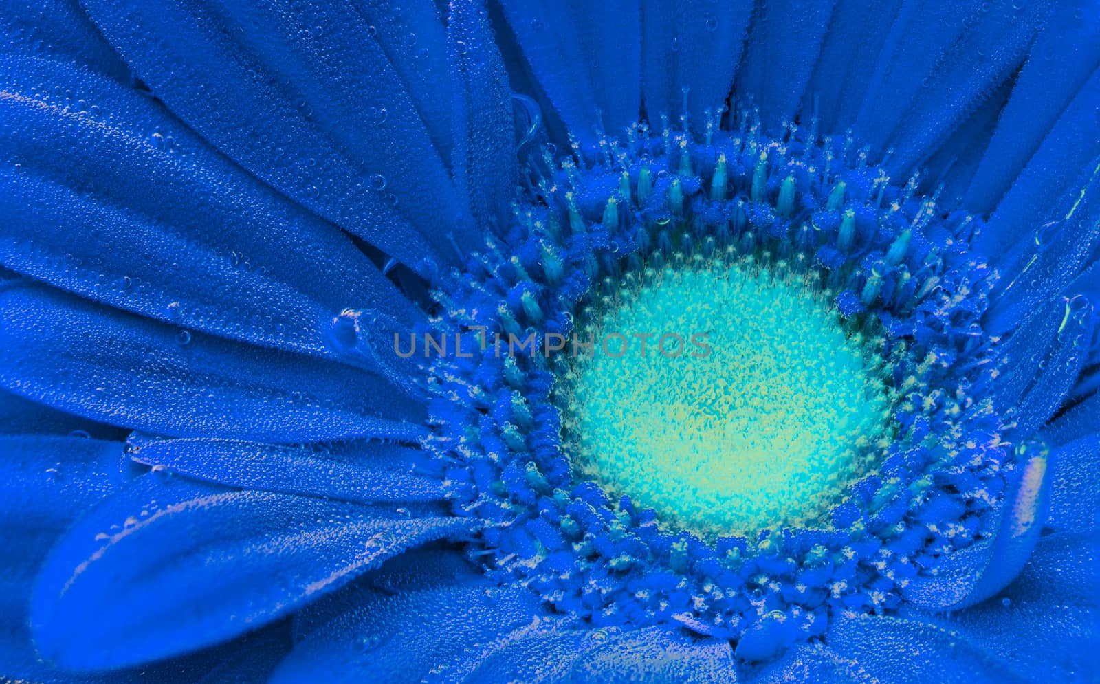 Classic blue toned underwater gerbera jamesonii flower under air bubbles close-up
