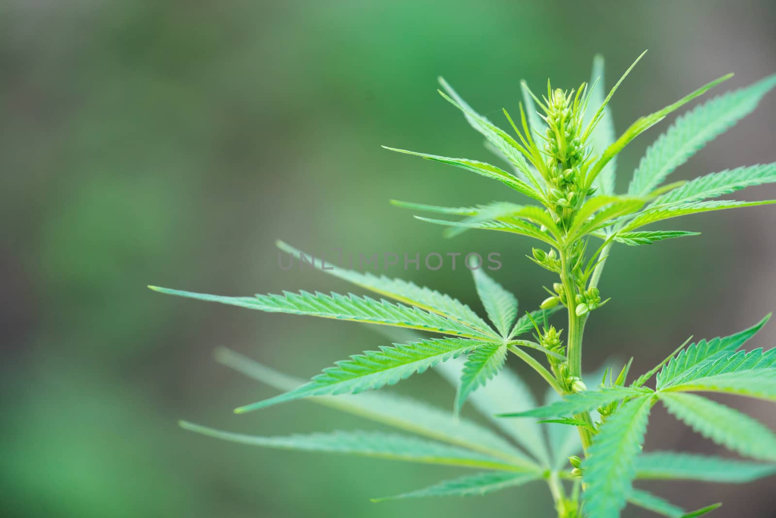 Close up male cannabis plant with pollen sacks