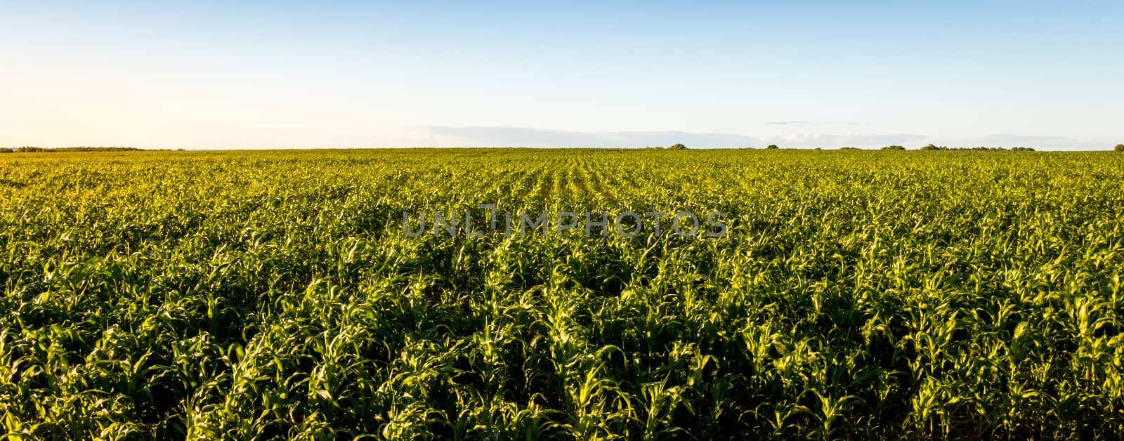 Agricultural field with young green corn on a clear sunny evening with clear blue skies. Panorama.