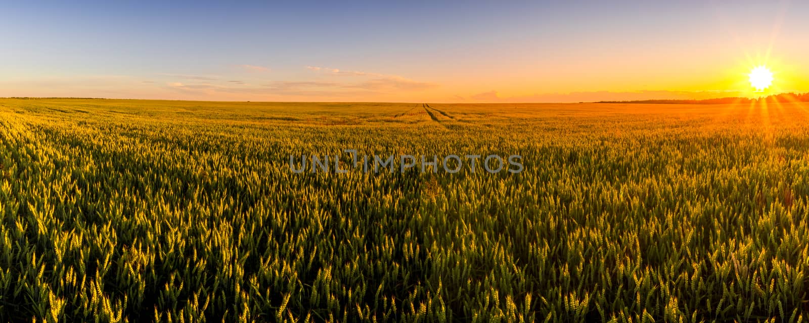 Sunset or sunrise in an agricultural field with ears of young green rye and a path through it on a sunny day. The rays of the sun pushing through the clouds. Panorama.