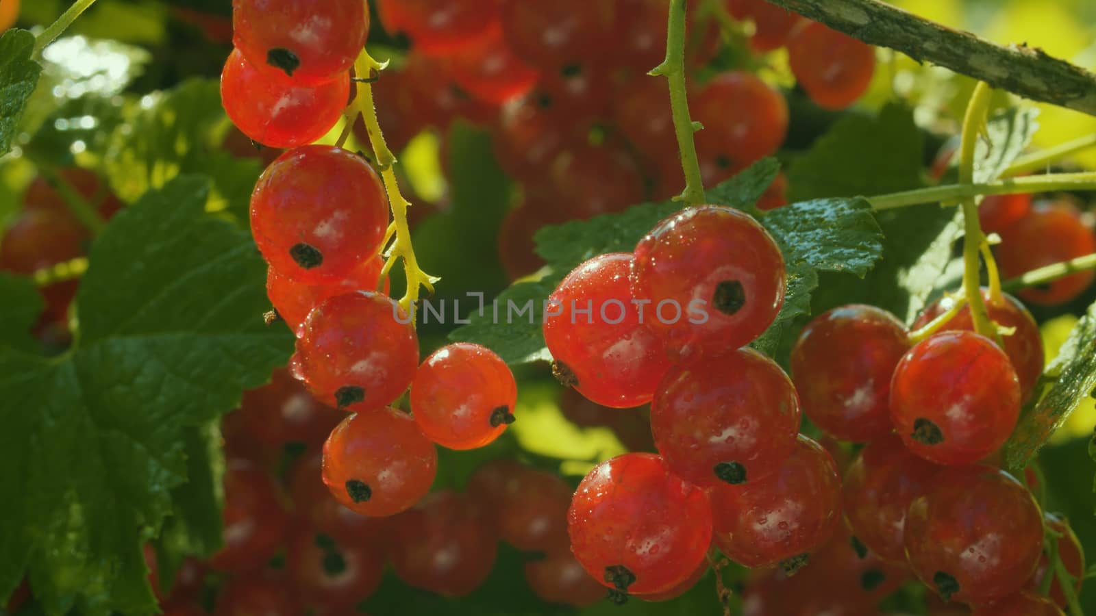 Close up wet red currant bush in the garden. Sunny weather, sun reflected in the drops of water. Macro shooting. Gardening, growing berries