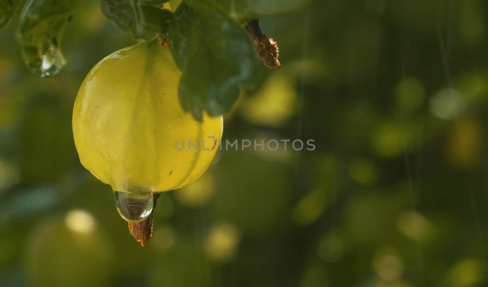 Macro shot of ripe gooseberries on a branch under the rain. Close up water drops falling from the leaves. Gardening, growing berries. Healthy fresh food concept