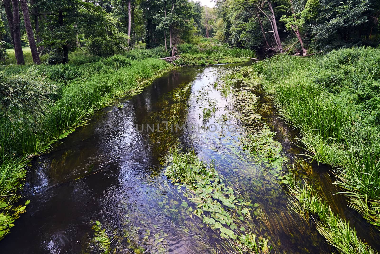 The Obra river flowing through the forest during summer in Poland