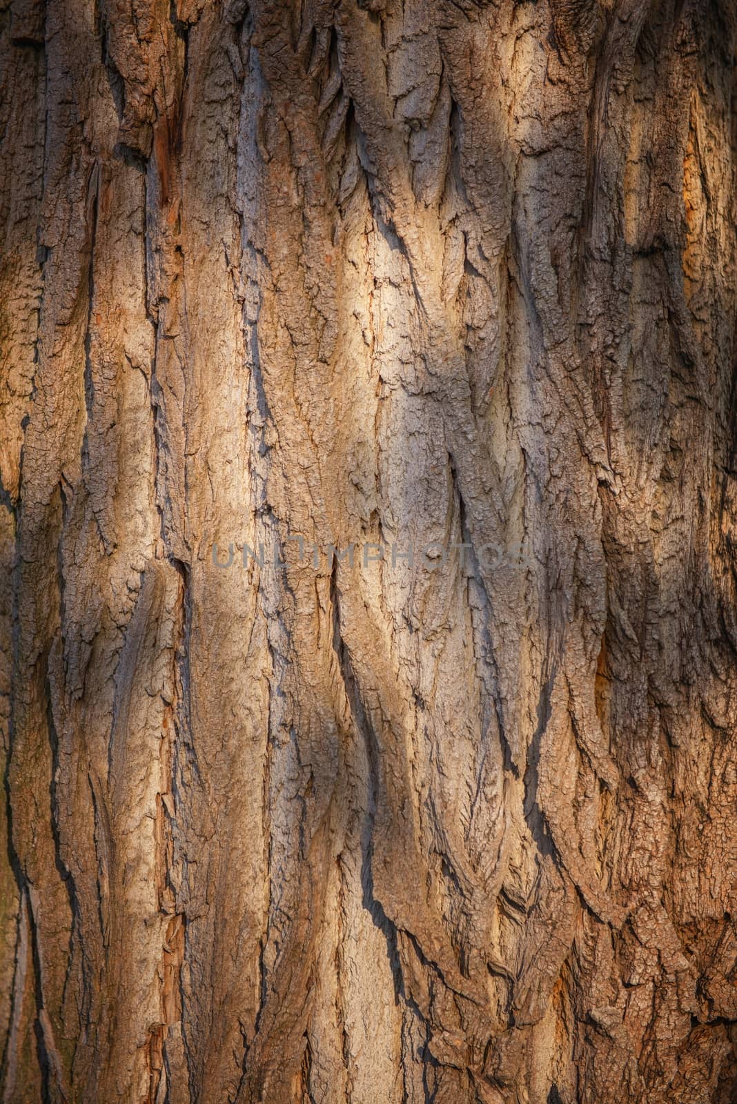 Closeup photo of a big tree trunk