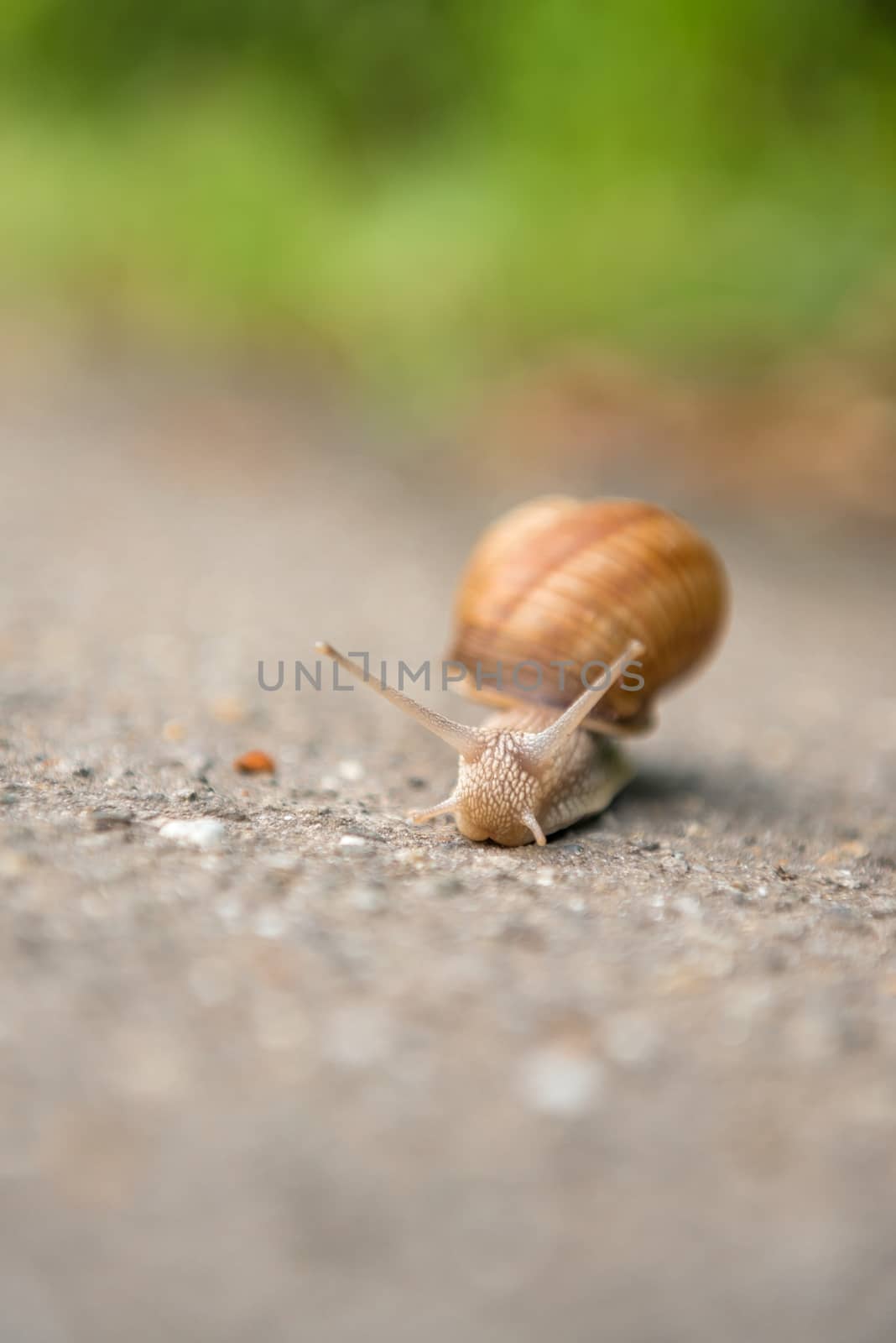 Snail on the road close up macro shot