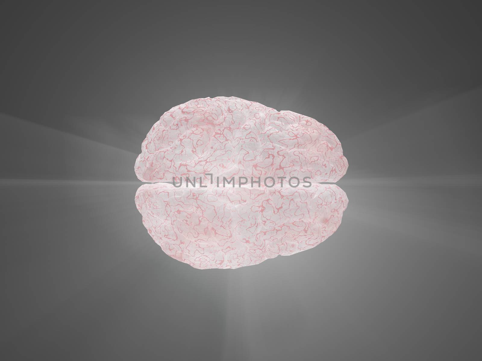 Human brain model. 3D rendering