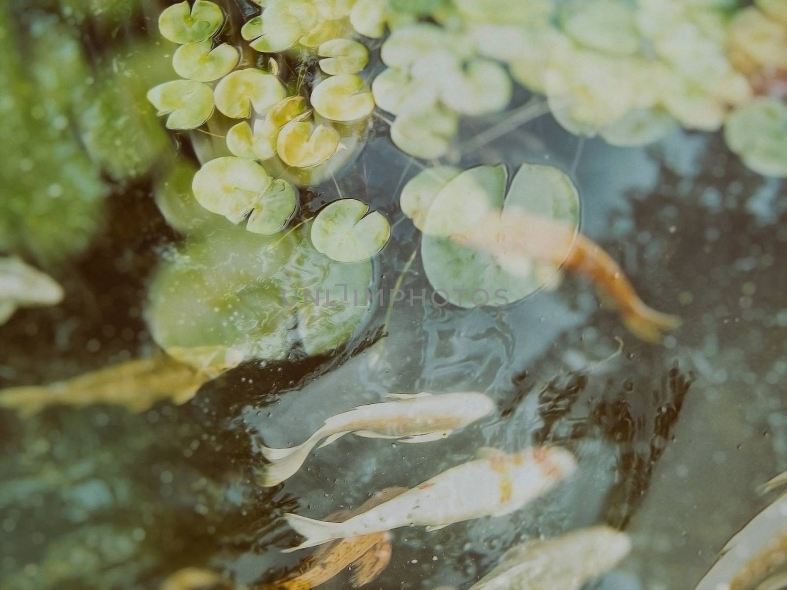 Koi fish in the garden pond