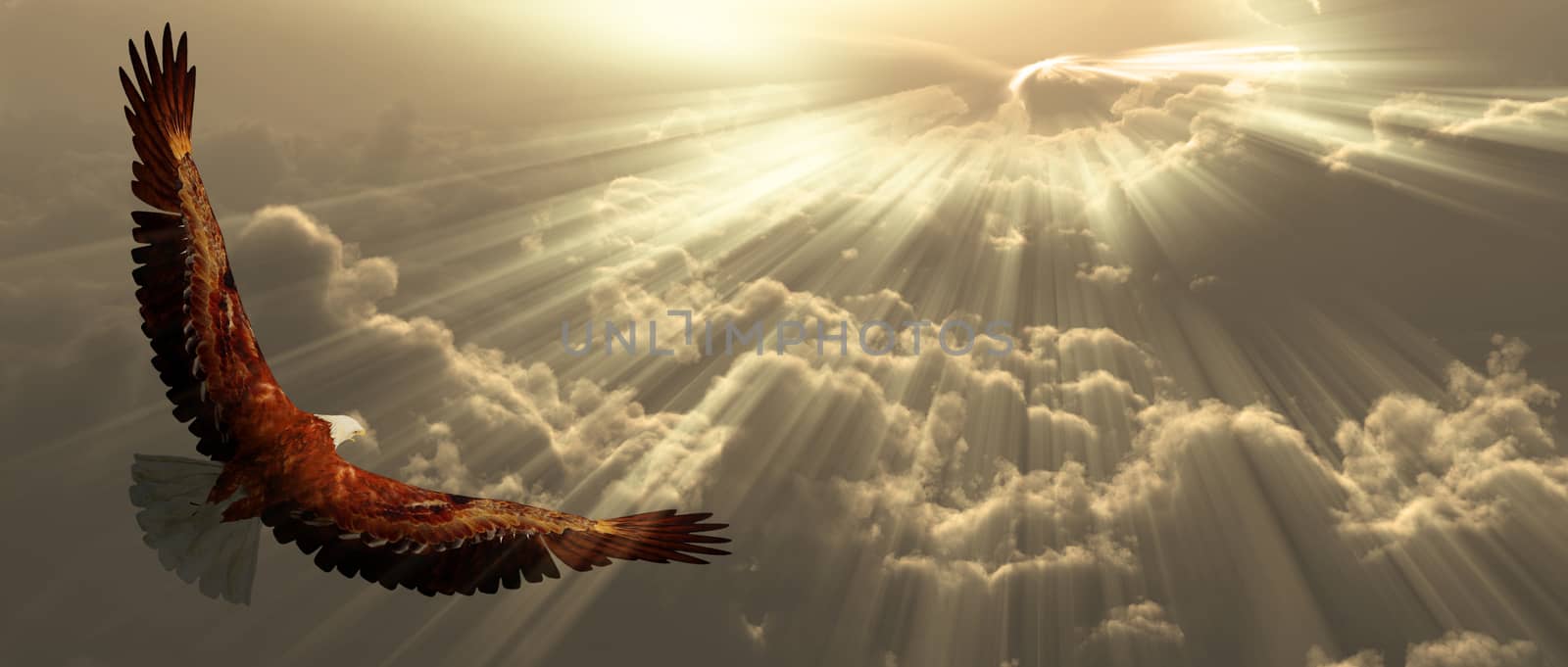 Eagle in flight above the clouds. Sunset or sunrise
