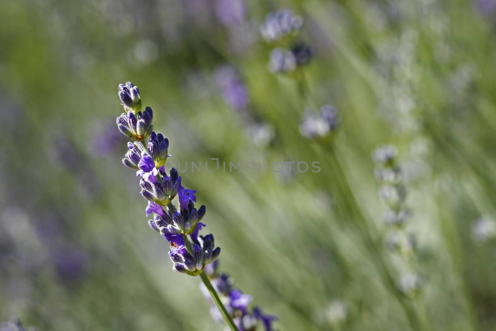 Beautiful flower of lavender in a bright sunny day 