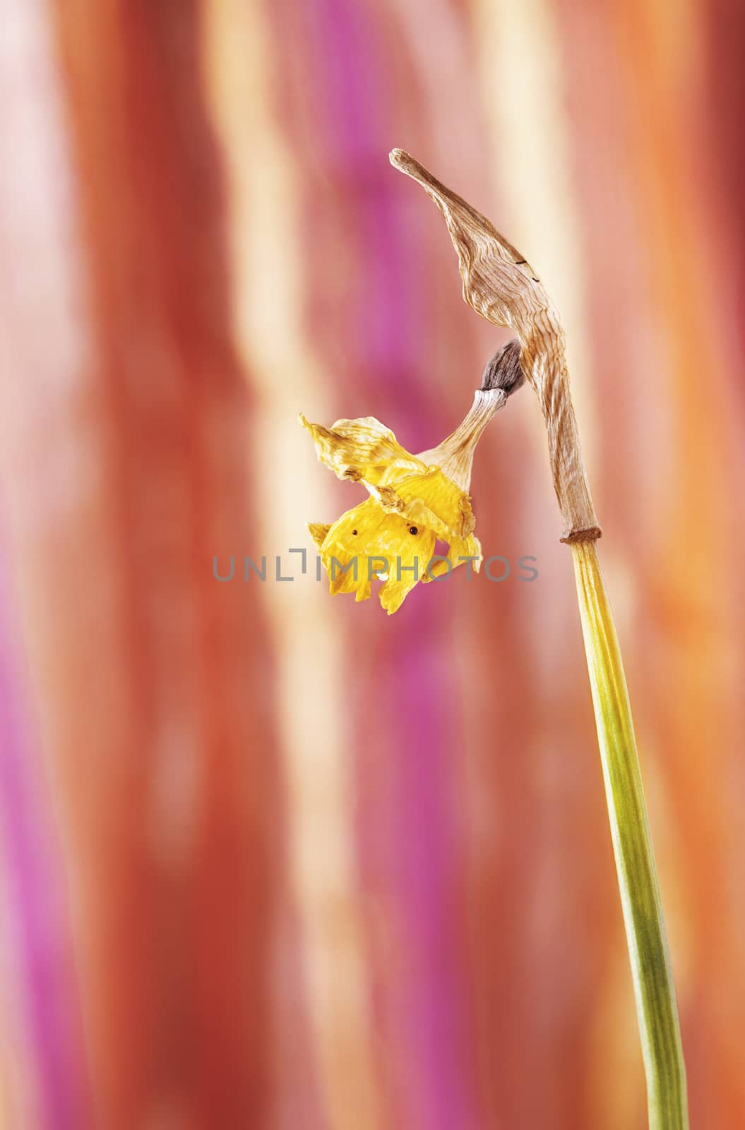  Yellow faded narcissus - daffodil on colored background , long green leafless stalk macrophotography