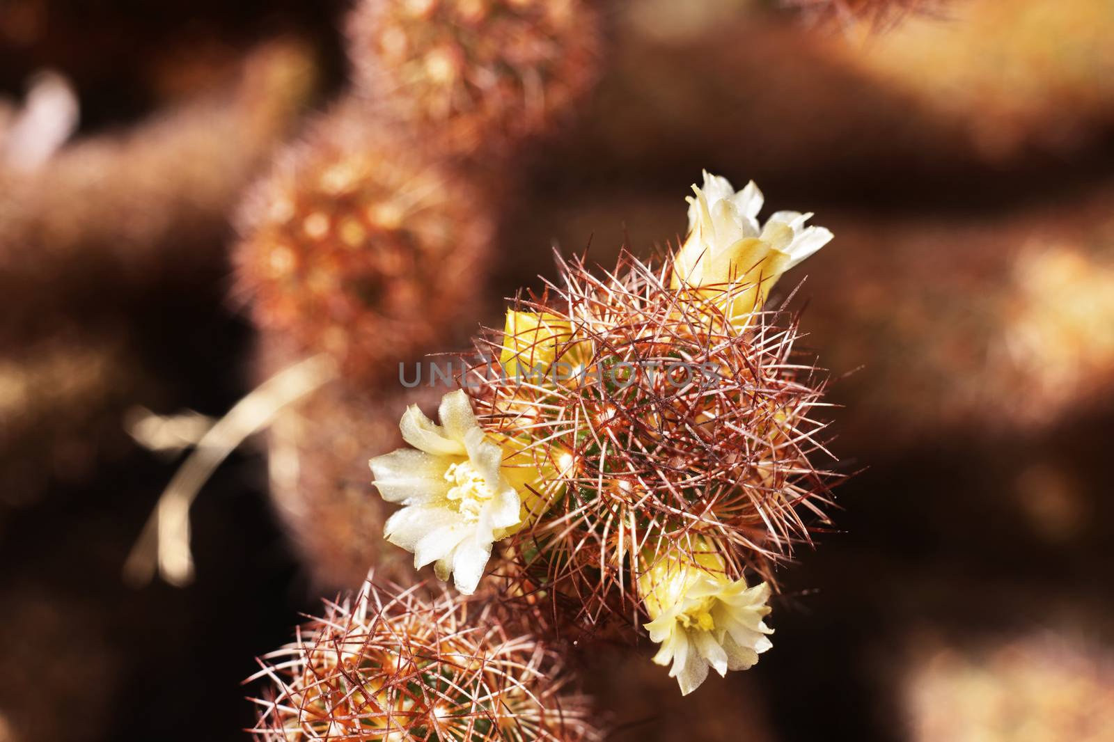 Mammillaria elongata plant -gold lace cactus  or lady finger cactus - ,plant with oval stems covered with brown spines with white -yellow flowers 
