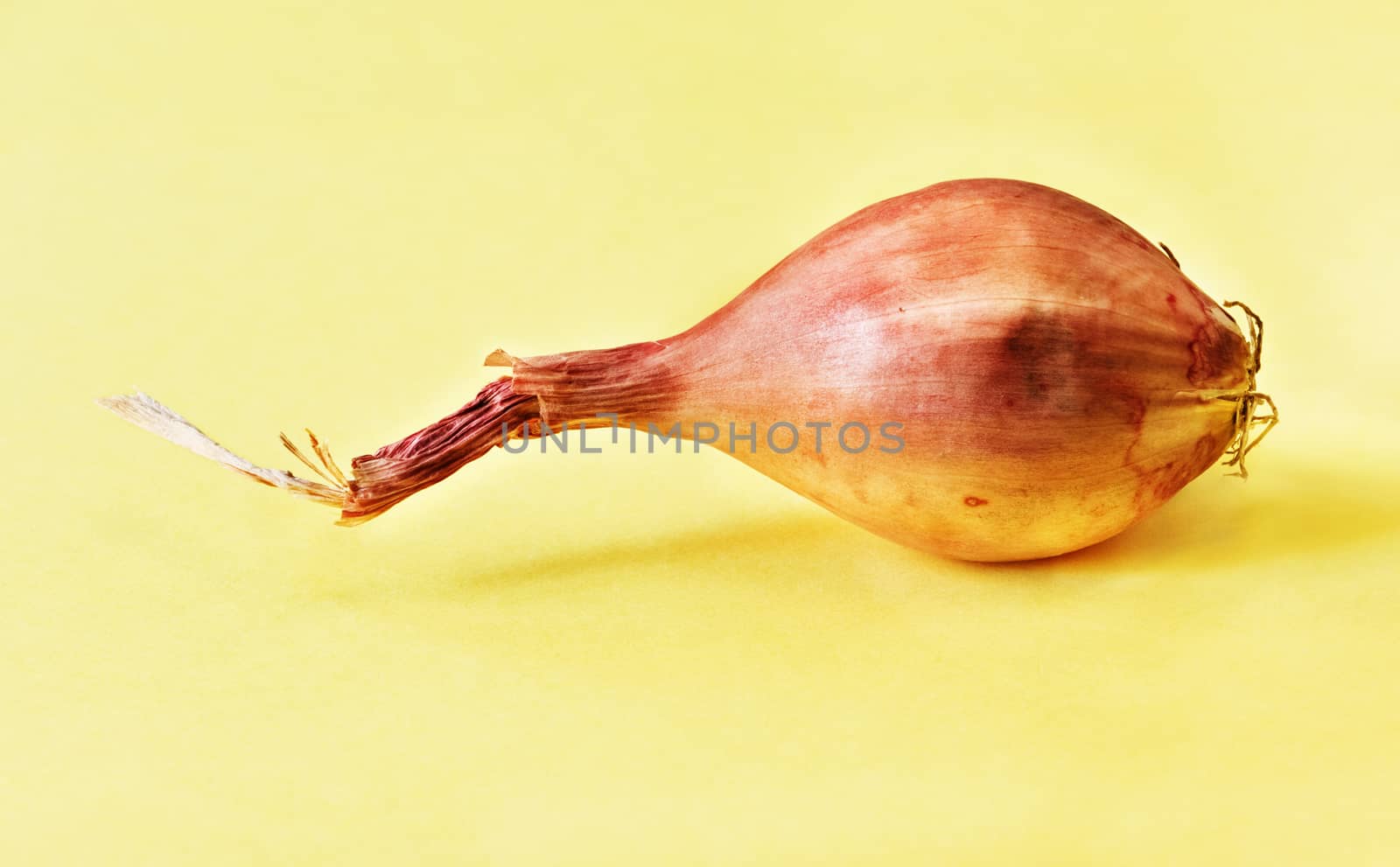One  unpeeled bulb of shallot  on a yellow background ,a small bulb copper color ,vibrant colors , studio shot ,front view ,