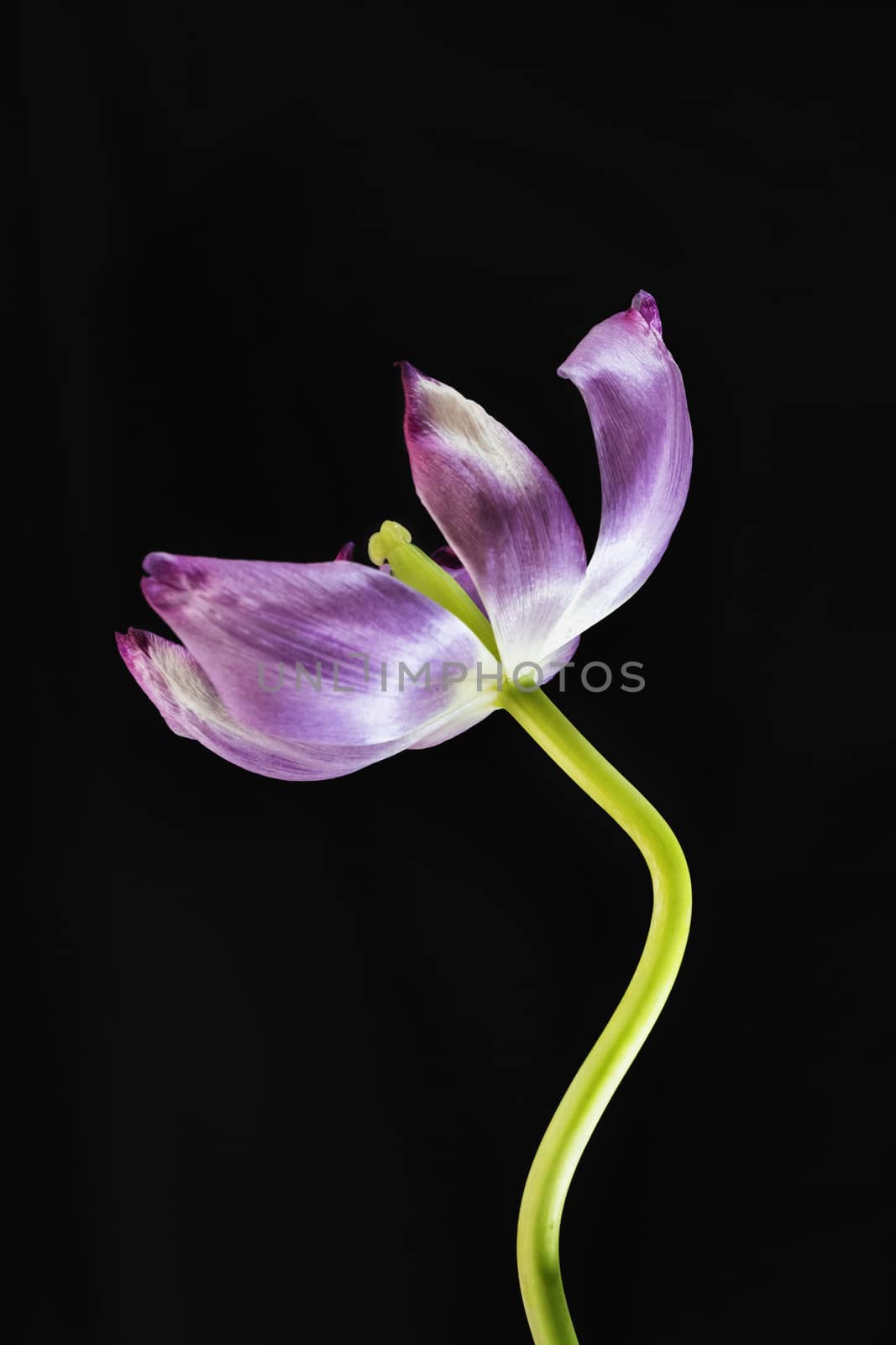 One pink and white tulip in bloom on black background , beautiful green stem