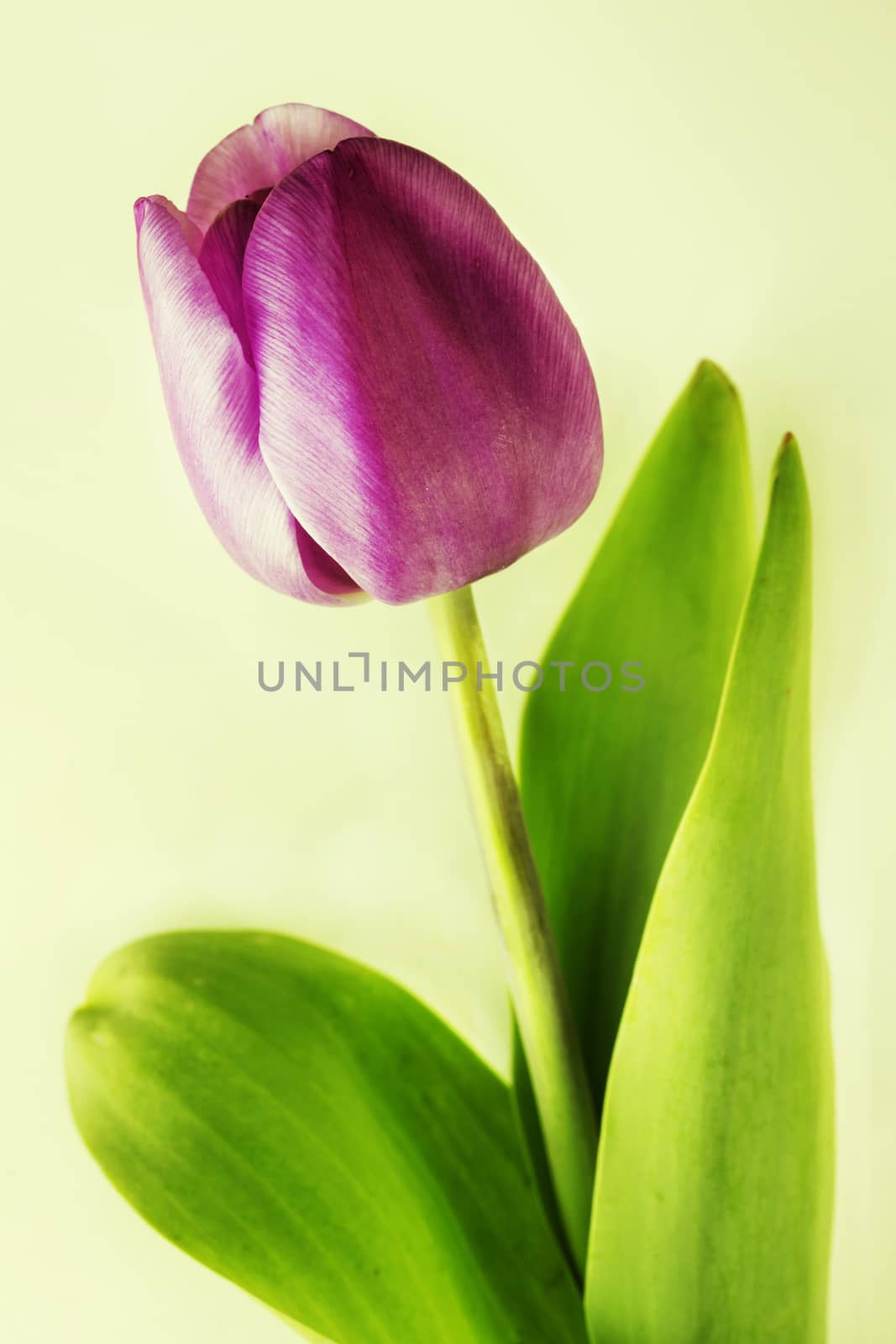 One purple tulip flower in bloom  on colored background 