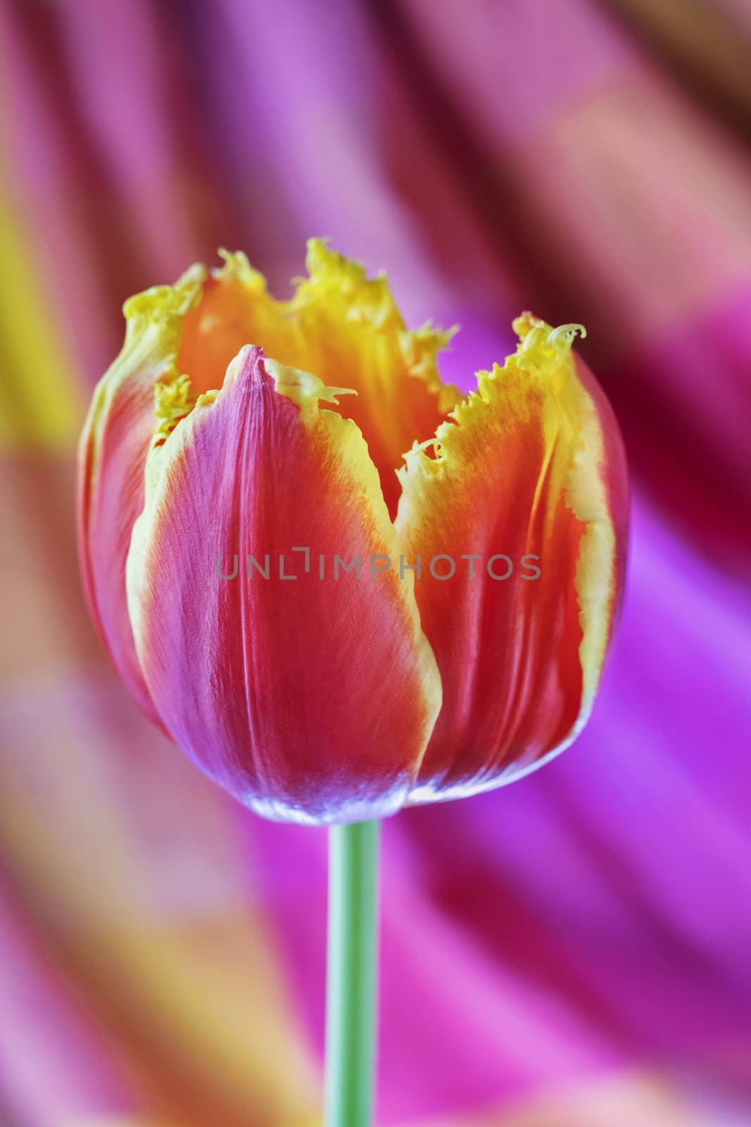 One red and yellow tulip flower in bloom  on colored background ,