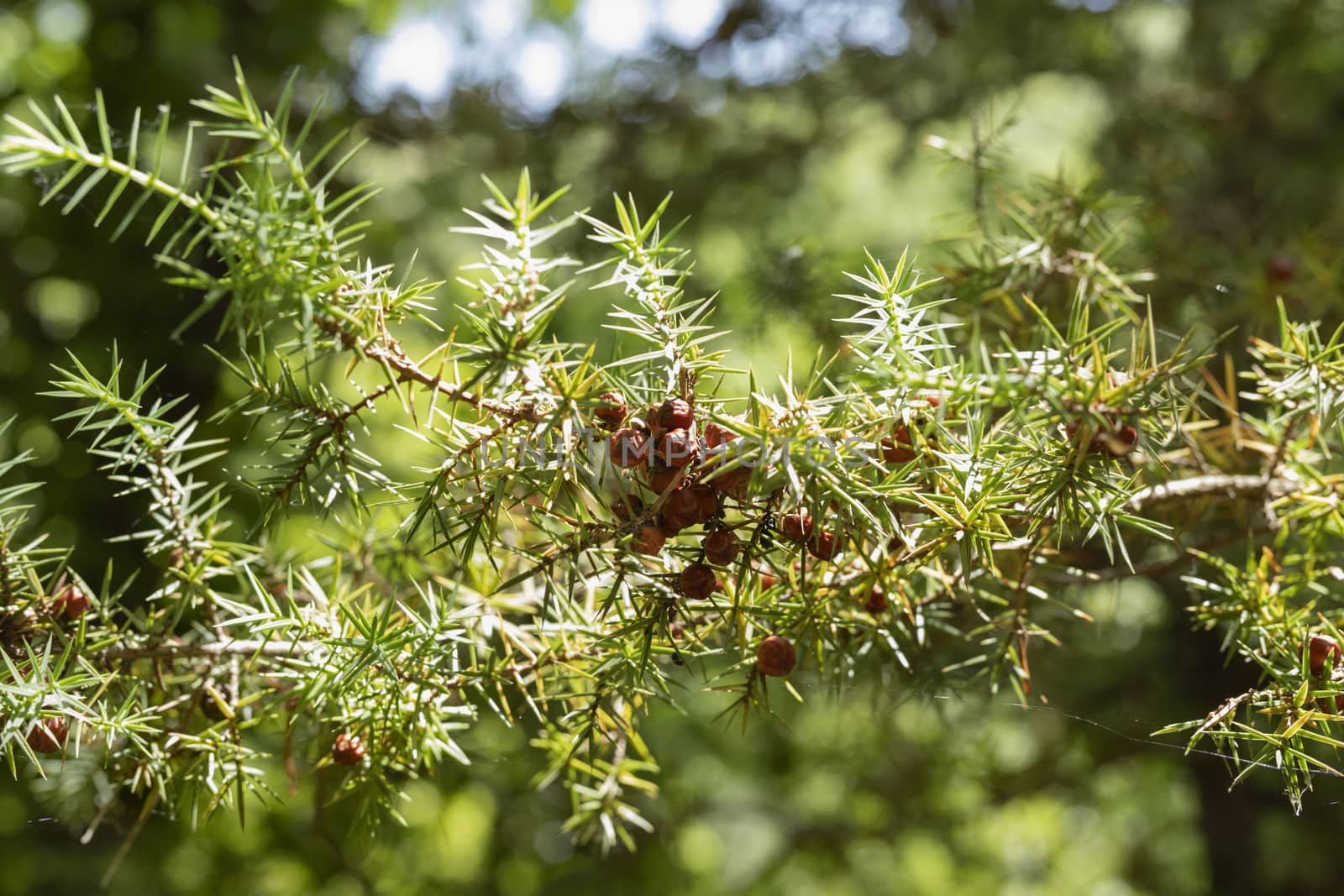Branch of cade juniper -juniperus oxycedrus or prickly juniper -, green leaves and  green cones 