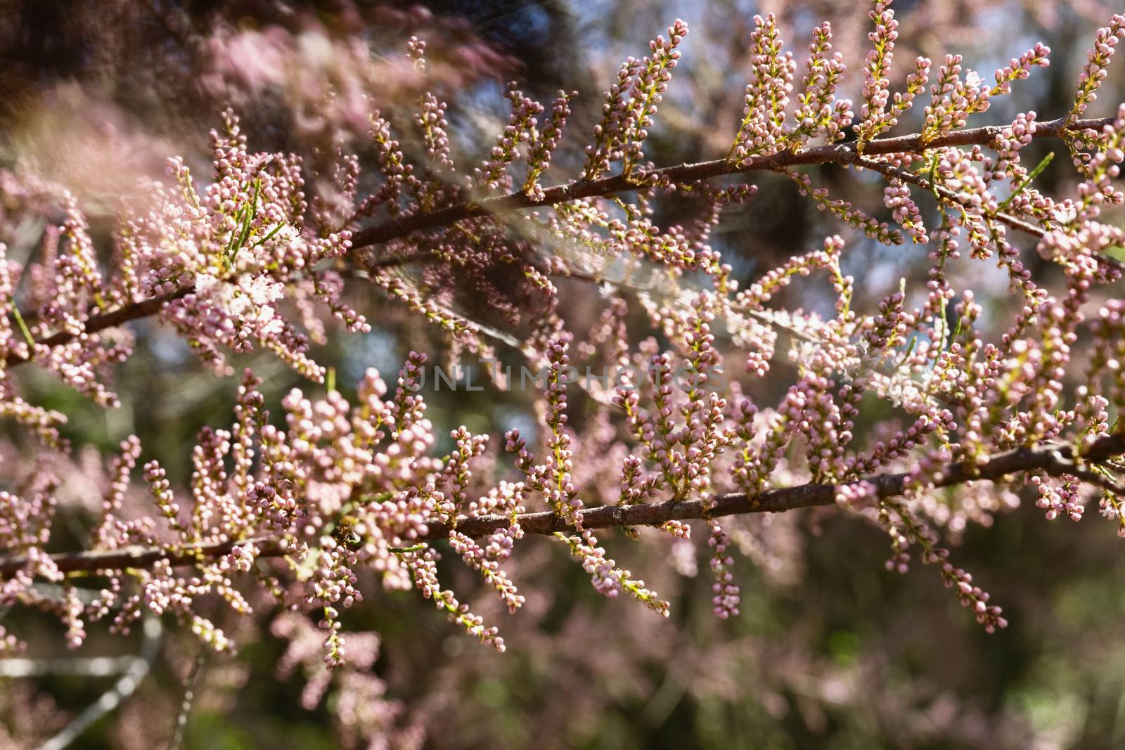 Beautiful twigs of tamarix  tree also called salt cedar with pink flowers , it’s a sunny and windy day 