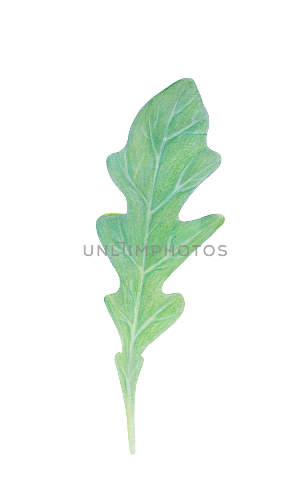 Arugula rucola, rocket salad fresh green leaf isolated on white background. Watercolor hand drawn illustration.Fresh herbs.Vegetarian Ingredient.For logo, packaging, print, organic food, market store by sshisshka