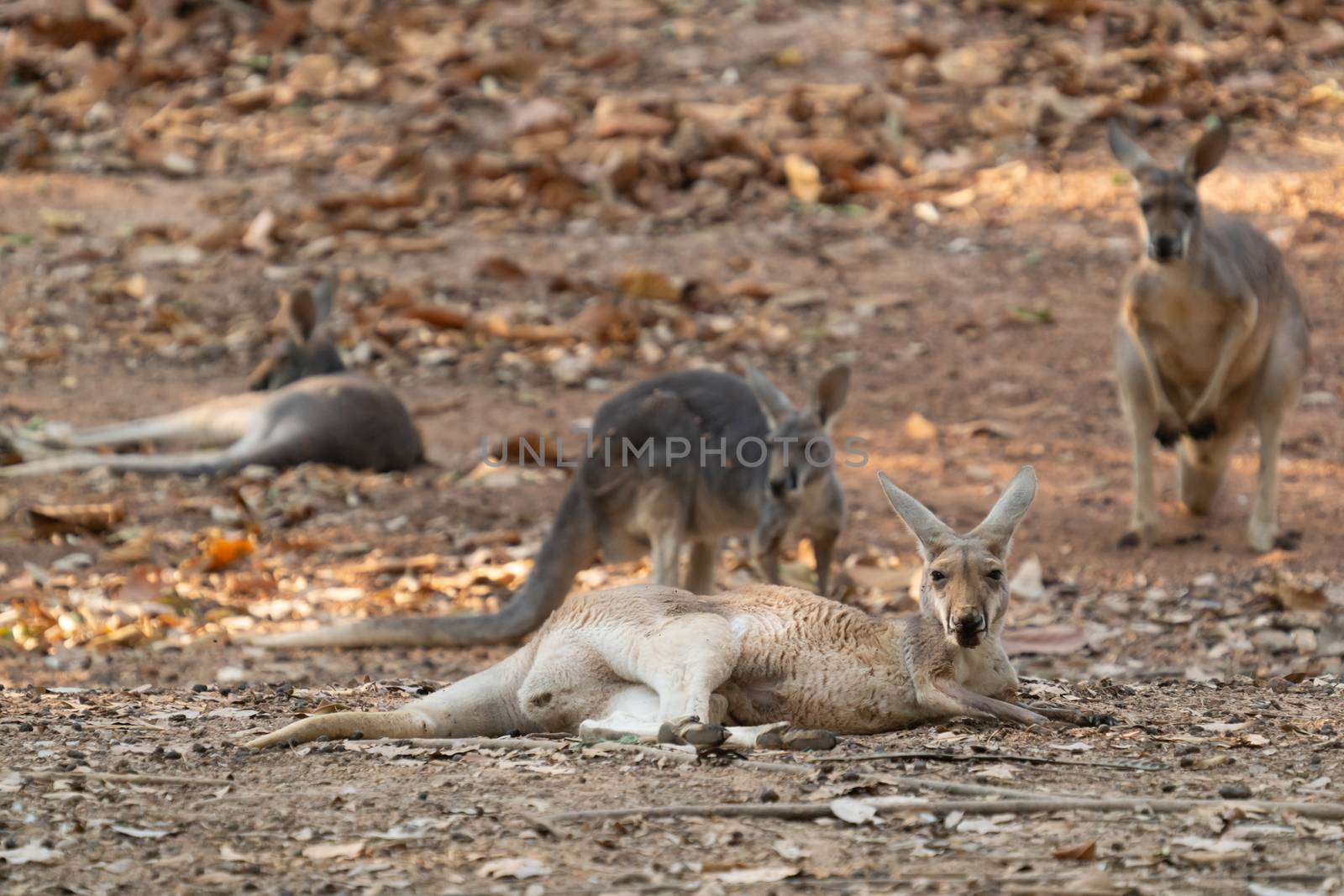 kangaroo lying on the ground