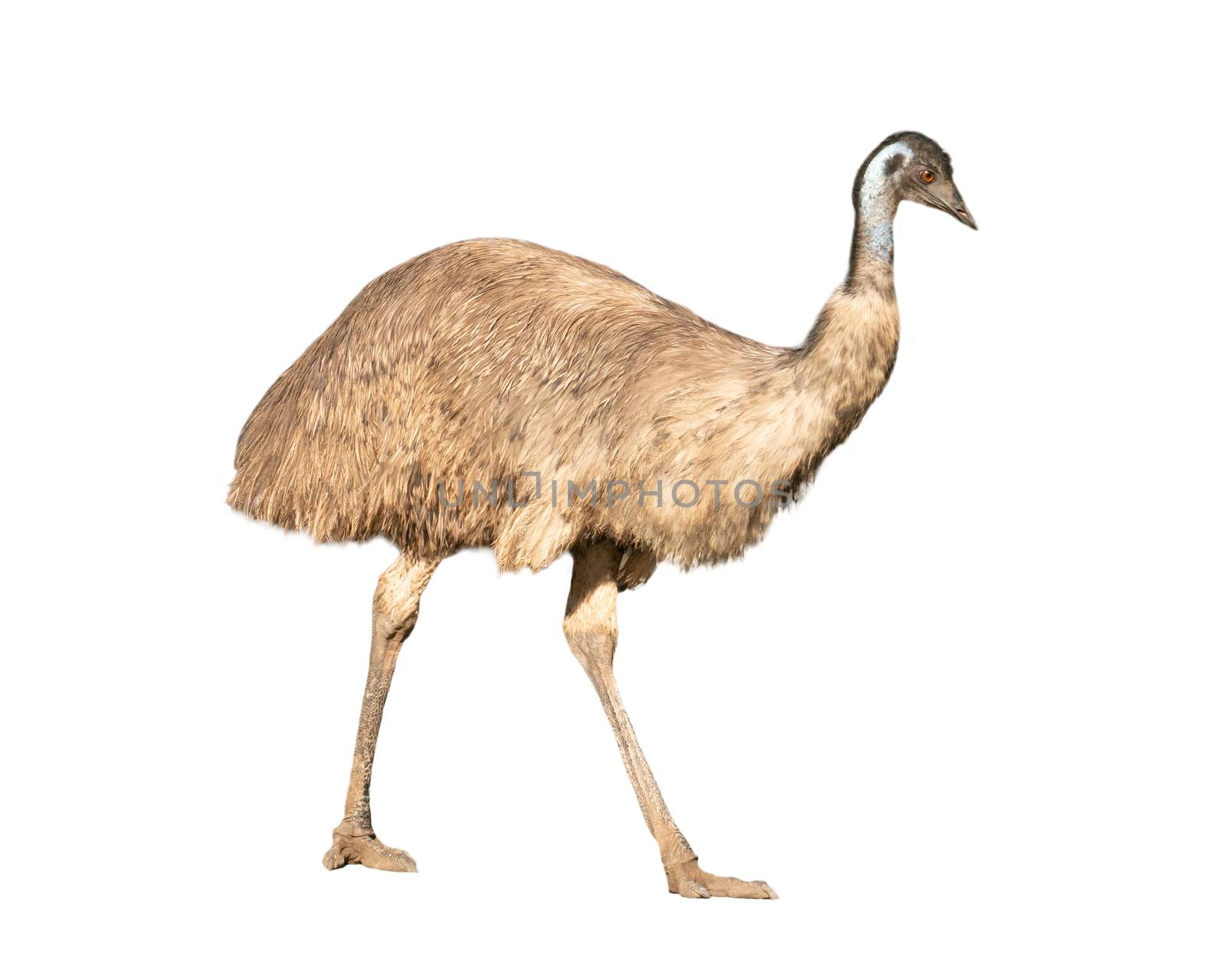 australian emu isolated on white background