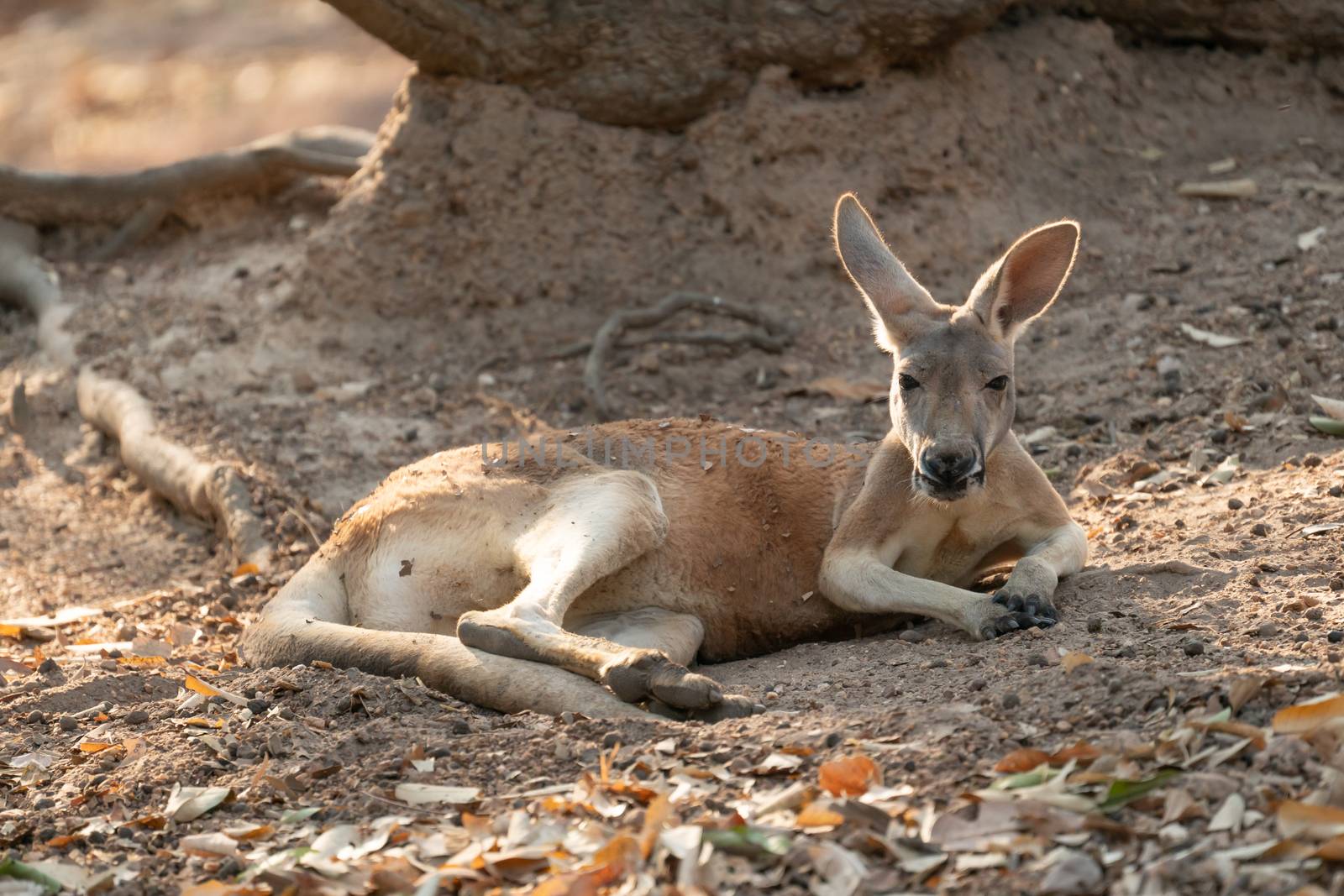 kangaroo lying on the ground by anankkml