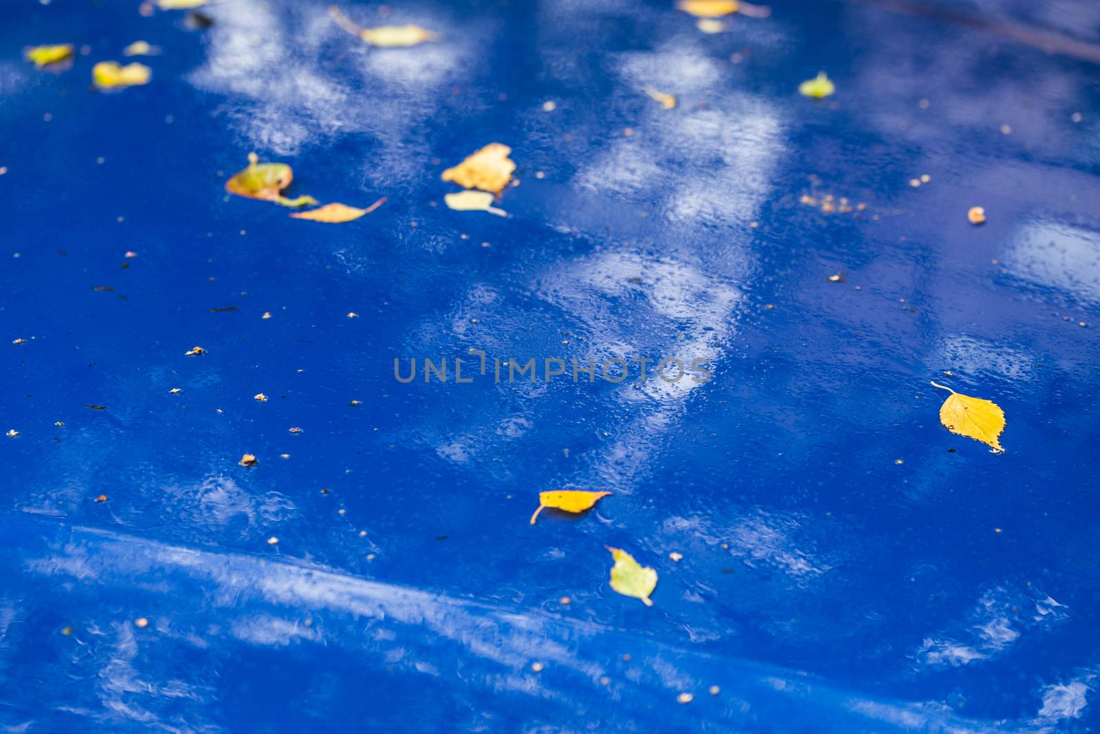 wet sapphire blue car surface at autumn rainy day with yellow birch leaves - selective focus with blur closeup composition
