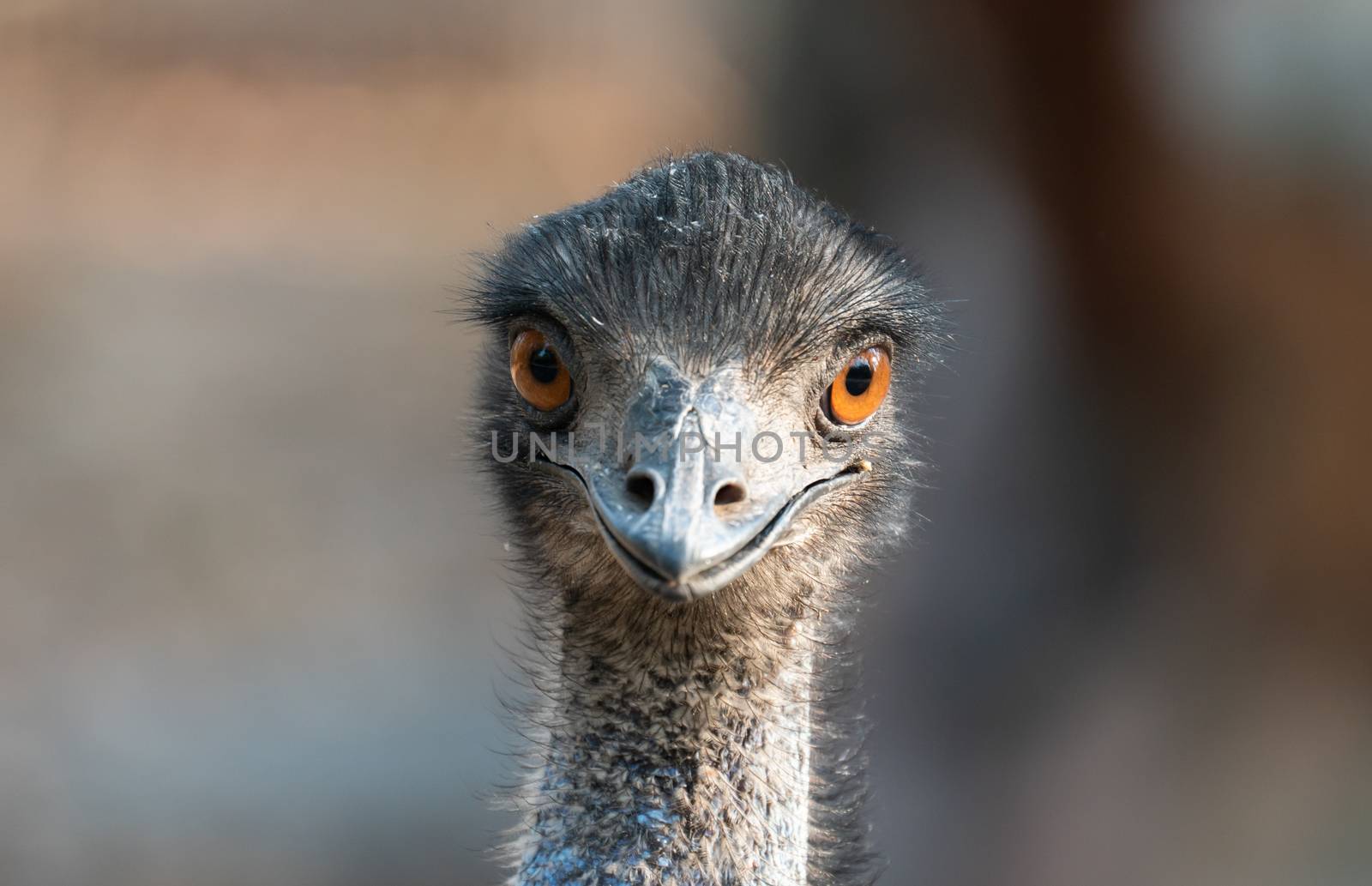 Close up of the head and neck of an emu