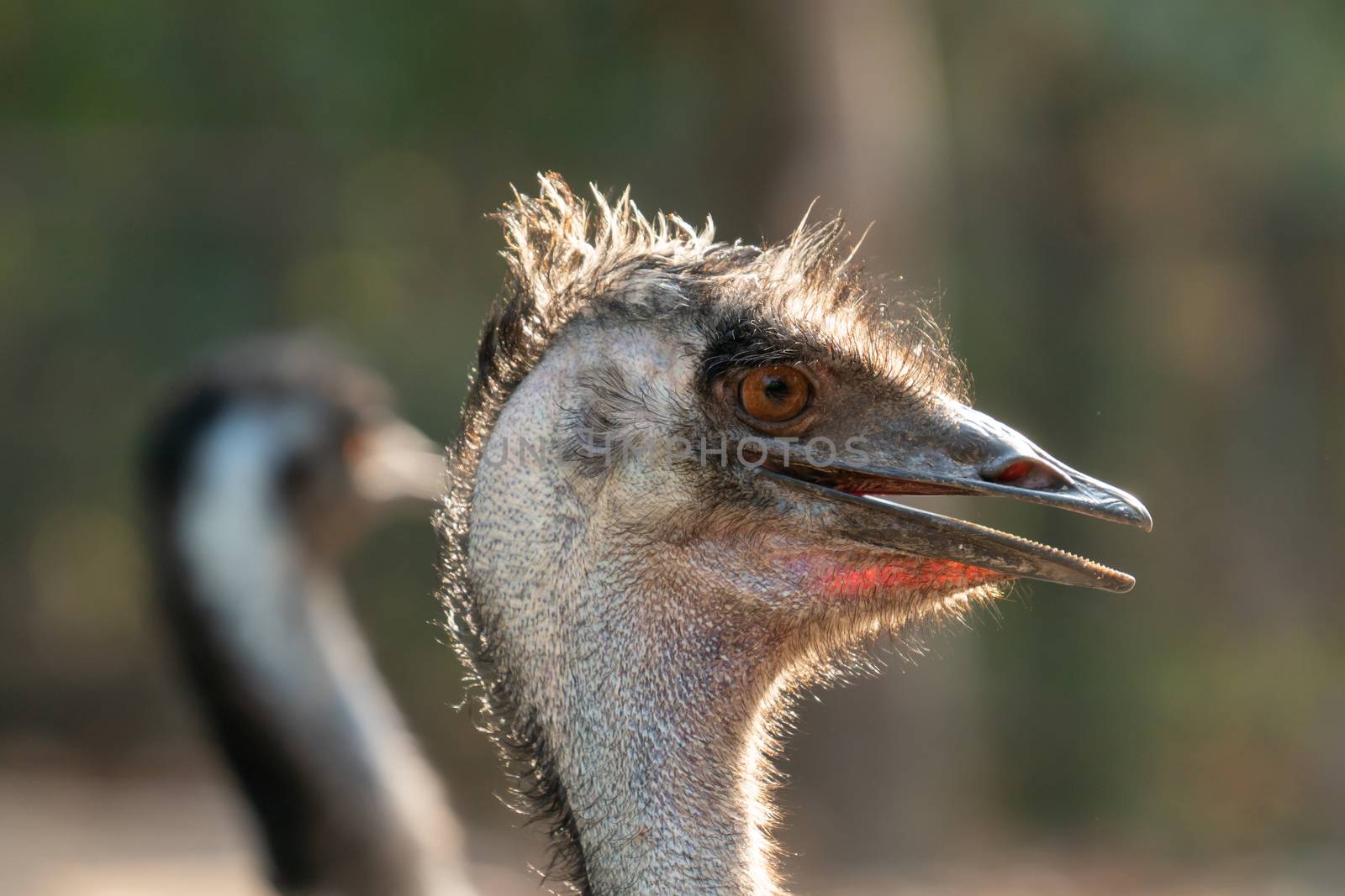 Close up of the head and neck of an emu