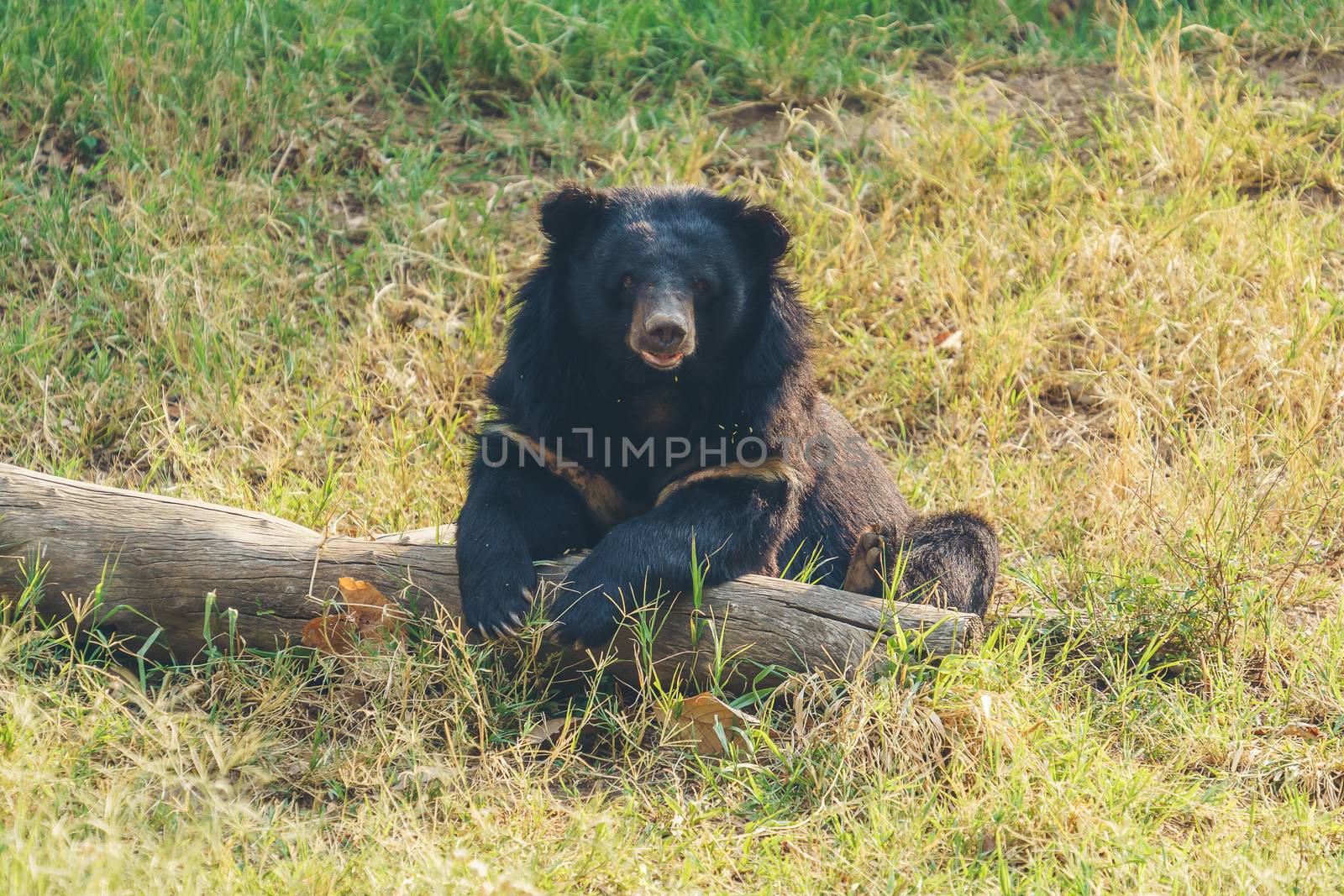 asiatic black bear or moon bear