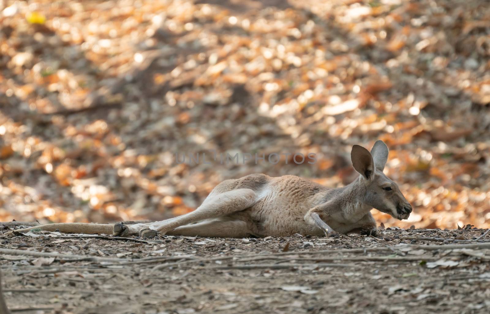 kangaroo lying on the ground