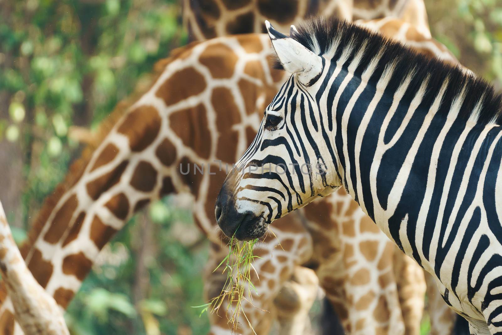 zebra eating grass  by anankkml