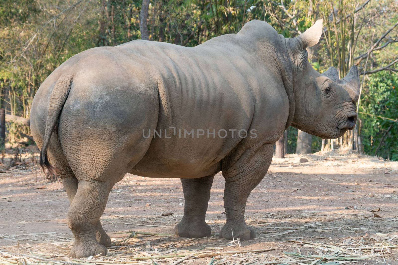 white rhinoceros standing in zoo