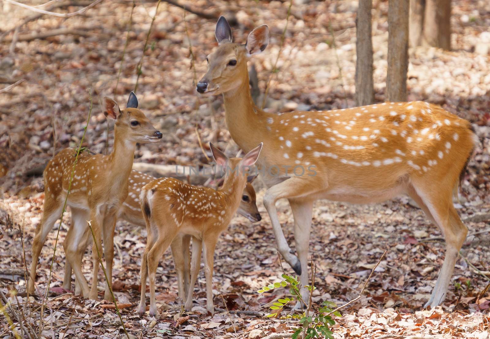  female and fawn sika deer by anankkml