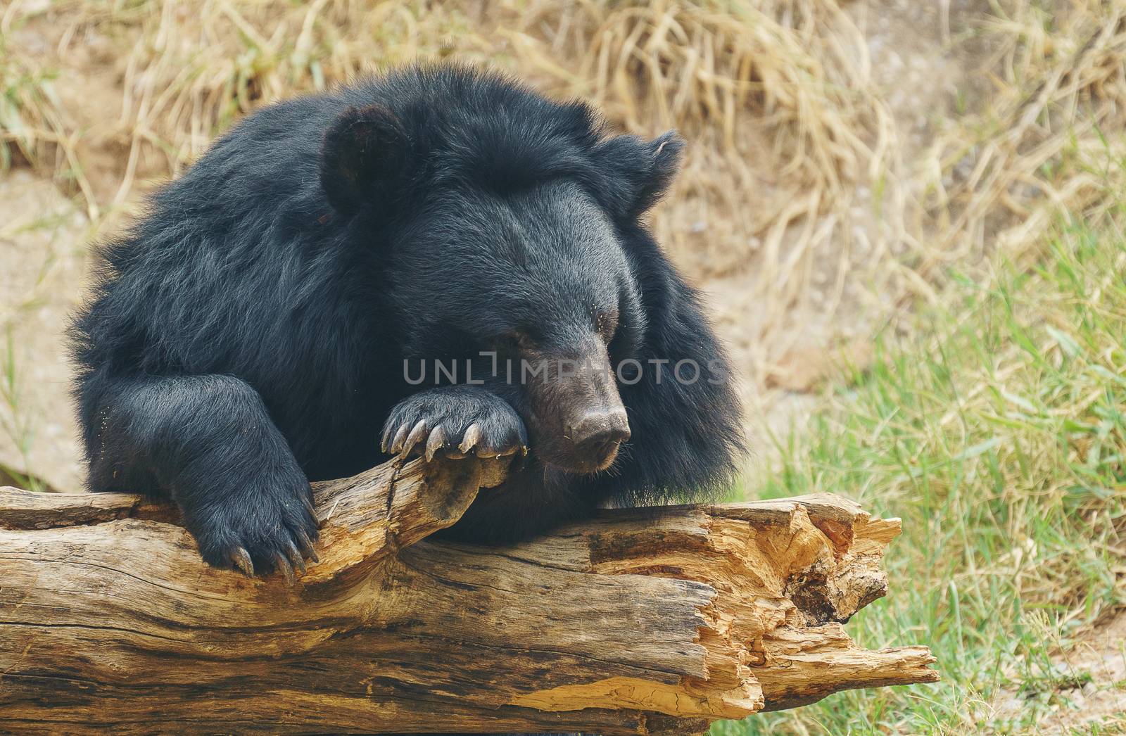 asiatic black bear by anankkml