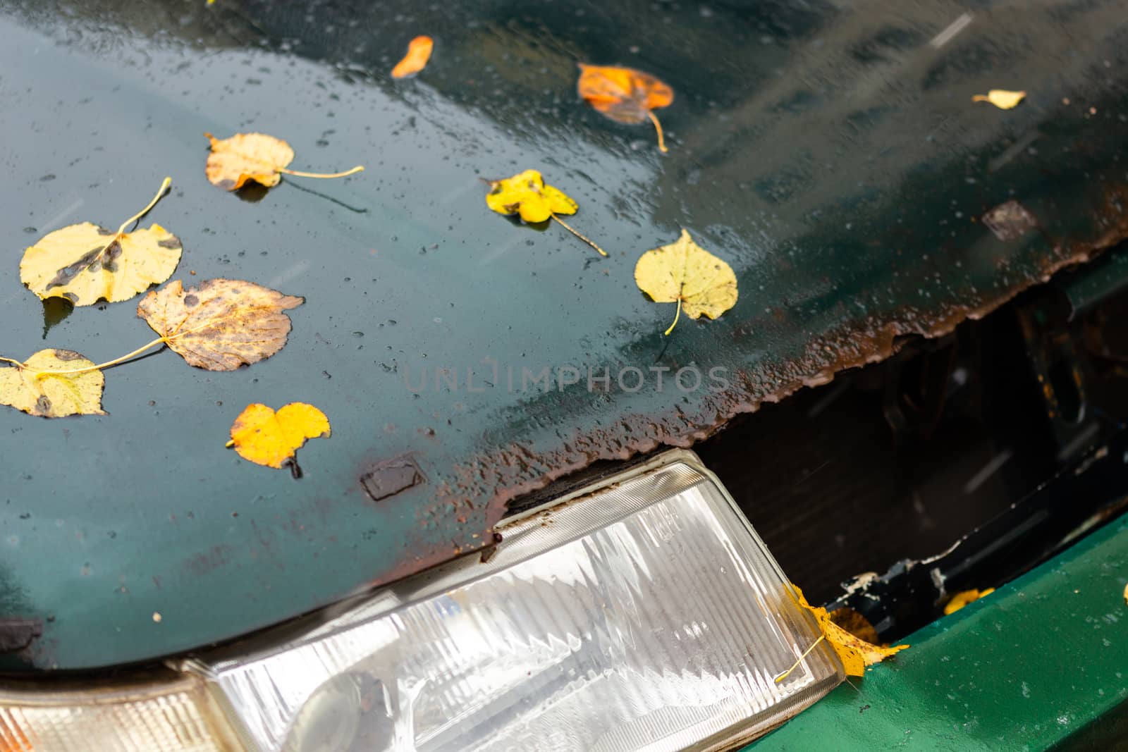 old wet and rusted car bonnet with headlamp under autumn birch leaves selective focus and blur background