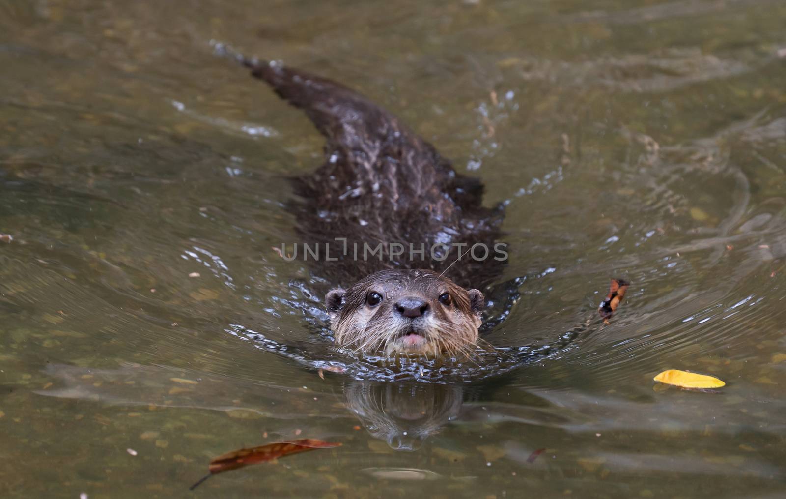 Asian small clawed otter ( Aonyx cinereus ) in river