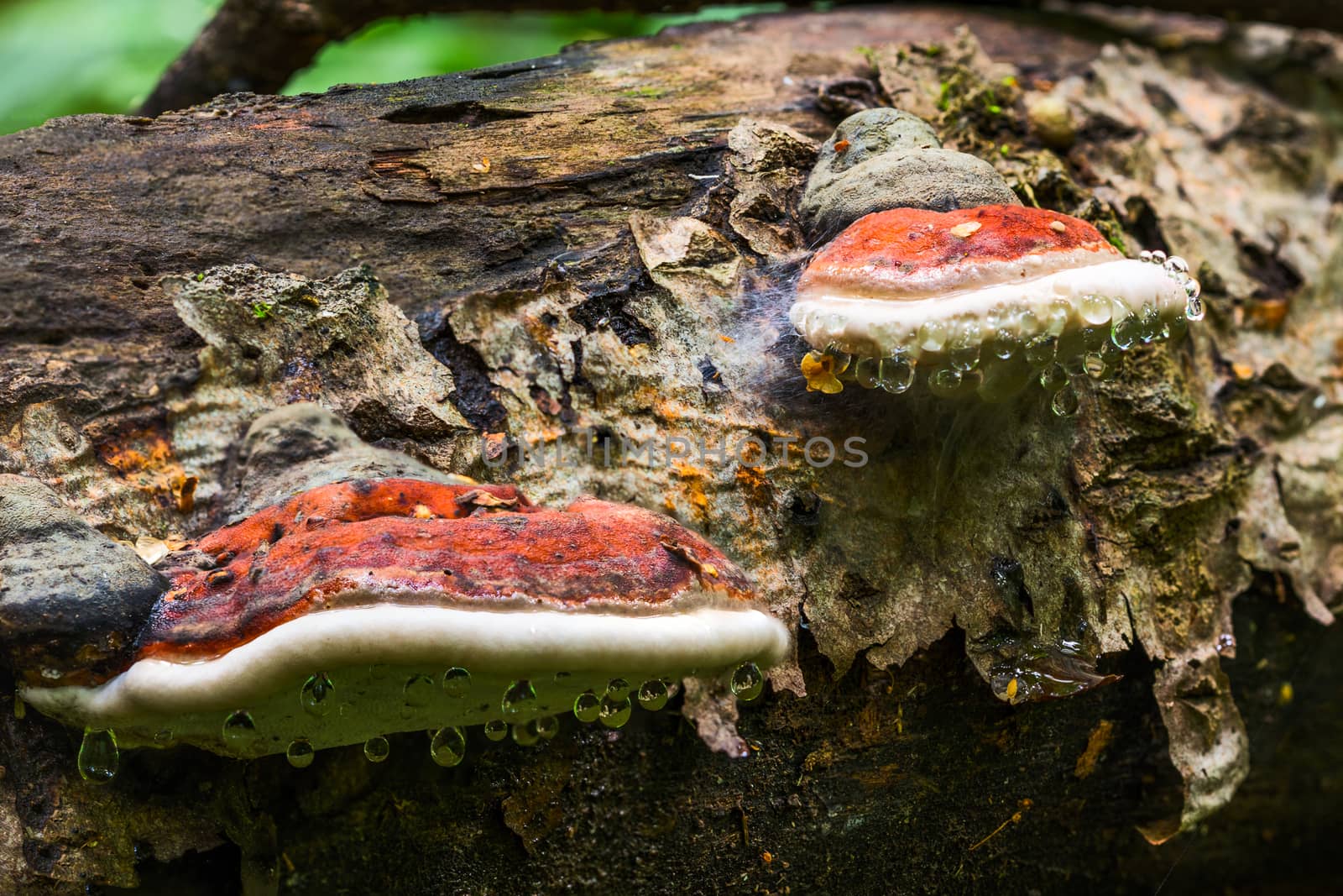 A pair of bracket fungus Ganoderma Applanatum on deat tree trunk with leading water drops under hat. Closeup shot with selective focus and blur.